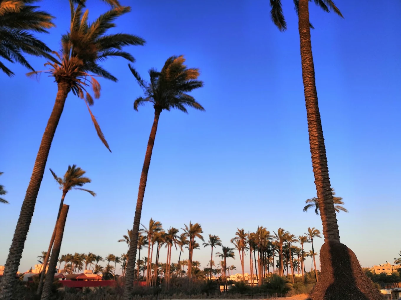 الزراعة في الزوايدة